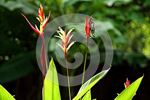 Bird of Paradise flower Strelitzia reginae in green background, Puerto De La Cruz, Tenerife