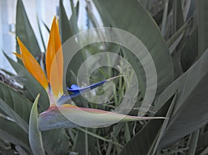 Bird of Paradise flower Strelitzia reginae isolated in green background, MÃÂ¡laga. Spain