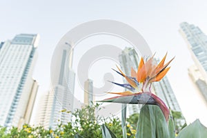 Bird Paradise Flower Strelitzia reginae and modern urban buildings