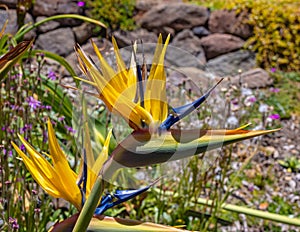 Bird of paradise flower. Strelitzia reginae . From UC Berkeley botanical garden