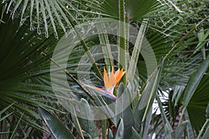 Bird of paradise flower, strelitzia reginale on green tropical background with palm leaves. Crete island, Greece