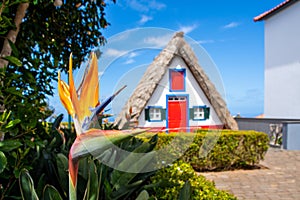 Bird of paradise flower (Strelitzia) with traditional house in Santana on background, Madeira island, Portugal