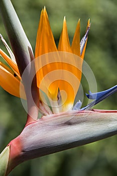 Bird of Paradise Flower (Strelitziaceae)