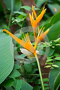 Bird of paradise flower Strelitziaceae