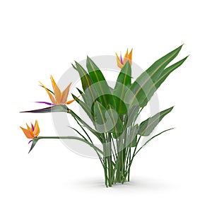 Bird of Paradise Flower on a white. 3D illustration