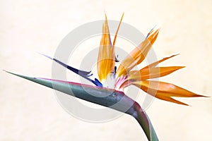 Bird of Paradise Flower with white wall photo
