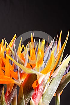 Bird of paradise flowers