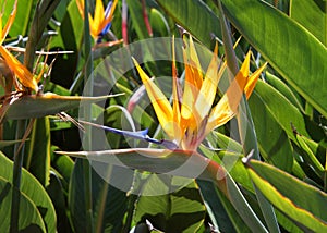 Bird of paradise flowers blooming