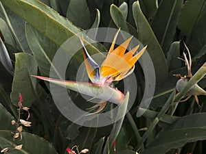 Bird of Paradise flowers in Garden in Funchal madeira Portugal