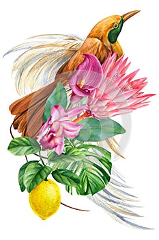 Bird of paradise and flowers, palm leaves. Exotic bird, white background. Watercolor illustration. Paradisaea minor