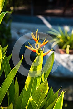 Bird of paradise flowers in park