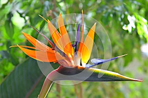 Bird of paradise flowers (Strelitzia)