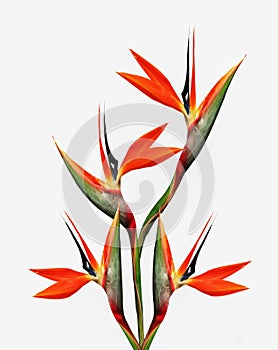 bird of paradise flowers with white background