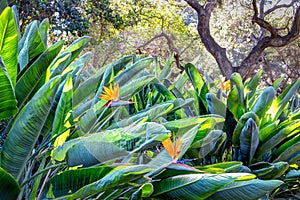 Bird of Paradise Garden