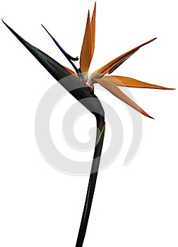 Bird Of Paradise Isolated Long Stem