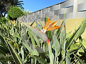 Bird of Paradise orange color blossom isolated close-up on the garden background in La Laguna, Tenerife, Canary Islands, Spain