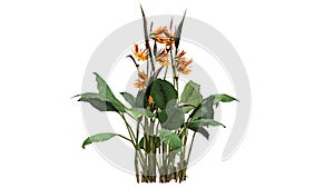 Bird of paradise - ornamental plant with yellow to orangish blossoms