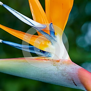 Bird of Paradise. Photo of the beautiful Bird of Paradise.