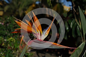 Bird of paradise plant in full bloom, the scientific name is Strelitzia and this was taken in Corralejo in Fuerteventura