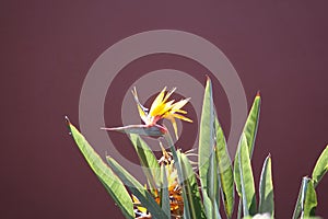 Bird of paradise plant in full bloom, the scientific name is Strelitzia and this was taken in Corralejo in Fuerteventura