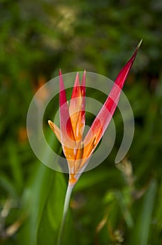 Bird of paradise portrait