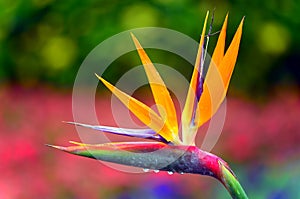 Bird of paradise after rain