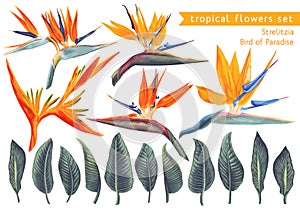 ,Vector set of Strelitzia Reginae, tropical flowers and leaves.