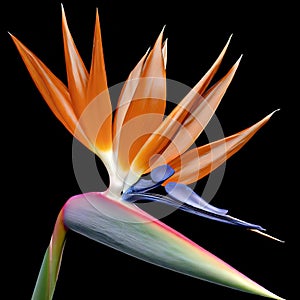 The bird of paradise showcases its striking plumage in an elegant dance of courtship