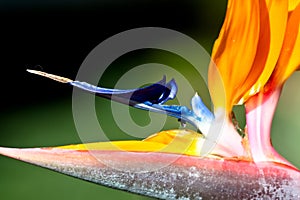 Bird of paradise or strelitzia or crane flower Strelitzia reginae closeup macro photo.