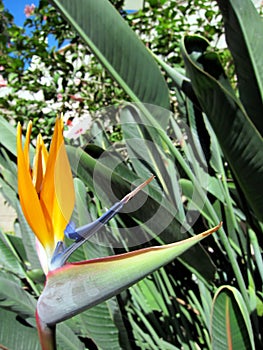 Bird Of Paradise Strelitzia Flower