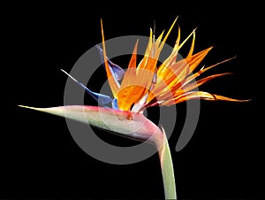 Bird of Paradise (Strelitzia) Flower