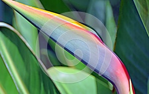 Bird of Paradise (Strelitzia) flower bud.