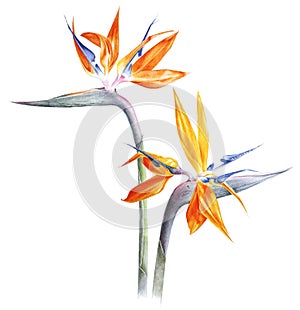 Bird of paradise - strelitzia - flower watercolor