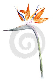 Bird of paradise - strelitzia - flower watercolor