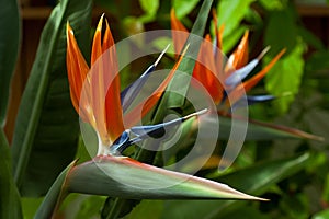 Bird of paradise, Strelitzia reginae
