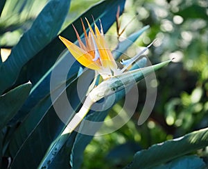 Bird Of Paradise Or Strelitzia Reginae