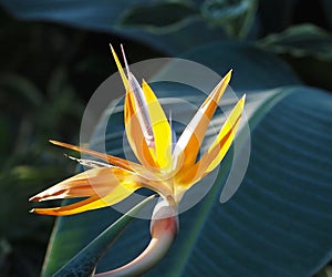 Bird Of Paradise Or Strelitzia Reginae