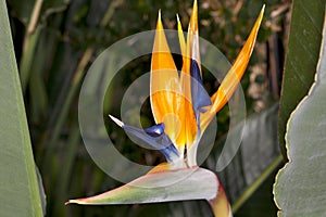 Bird of Paradise (Strelitzia reginae)