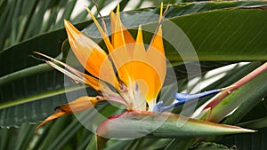 Bird of paradise, Strelitzia reginae, botanic