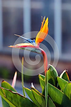 Bird of paradise, or Strelitzia reginae flower in a garden