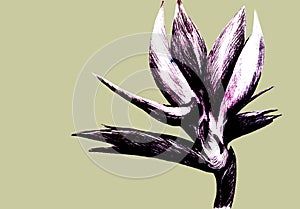 Bird of paradise Strelitzia reginae flower isolated on light background. Hand drawn botanical illustration, exotic tropical