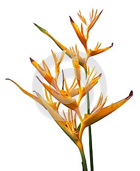 Bird of paradise symbolizes freedom and joy, as well as is known as the ultimate symbol of paradise and freedom.