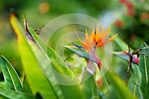 Bird of paradise tropical flower, famous plant found on island of Hawaii