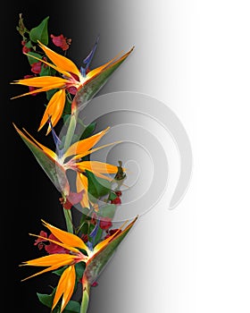 Bird of Paradise Tropical Flowers Border