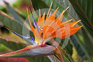 Bird of Paradise