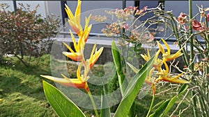 Bird of paradise yellow flower plant