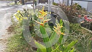 Bird of paradise yellow flower plant