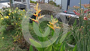 Bird of paradise yellow flower plant