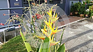 Bird of paradise yellow flower plant
