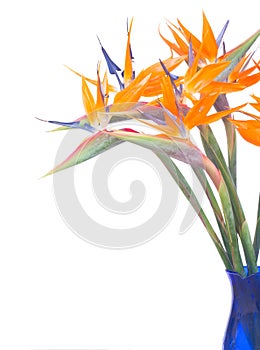 Bird of paradize flower